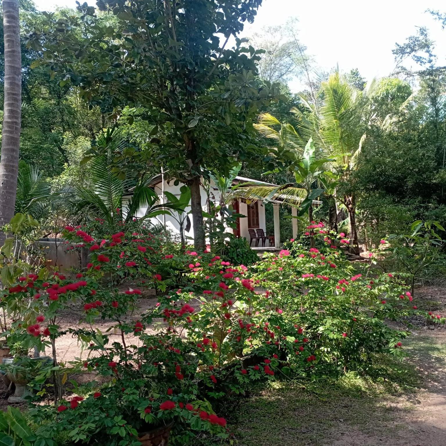 Sanjana Home Stay ฮาบารานา ภายนอก รูปภาพ