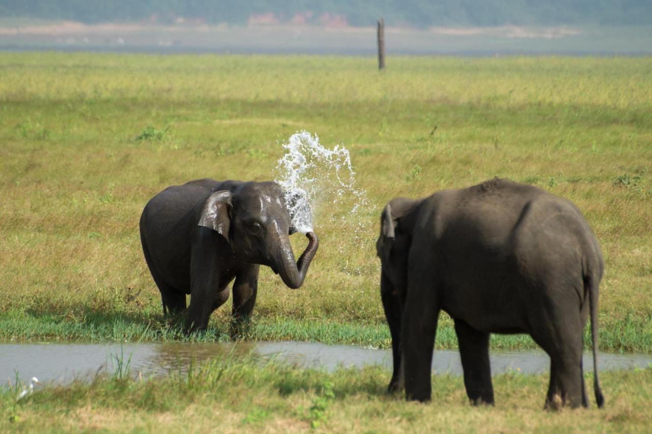 Sanjana Home Stay ฮาบารานา ภายนอก รูปภาพ